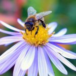 https://pixnio.com/fr/faune-animaux/insectes-et-bugs/abeilles-insectes-photos/abeille-miel-pollen-fleur-petale-plante
